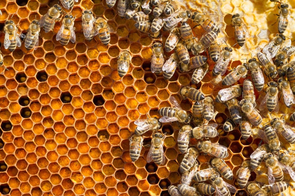 Bienen Grundschule: Bienen im Bienenstock