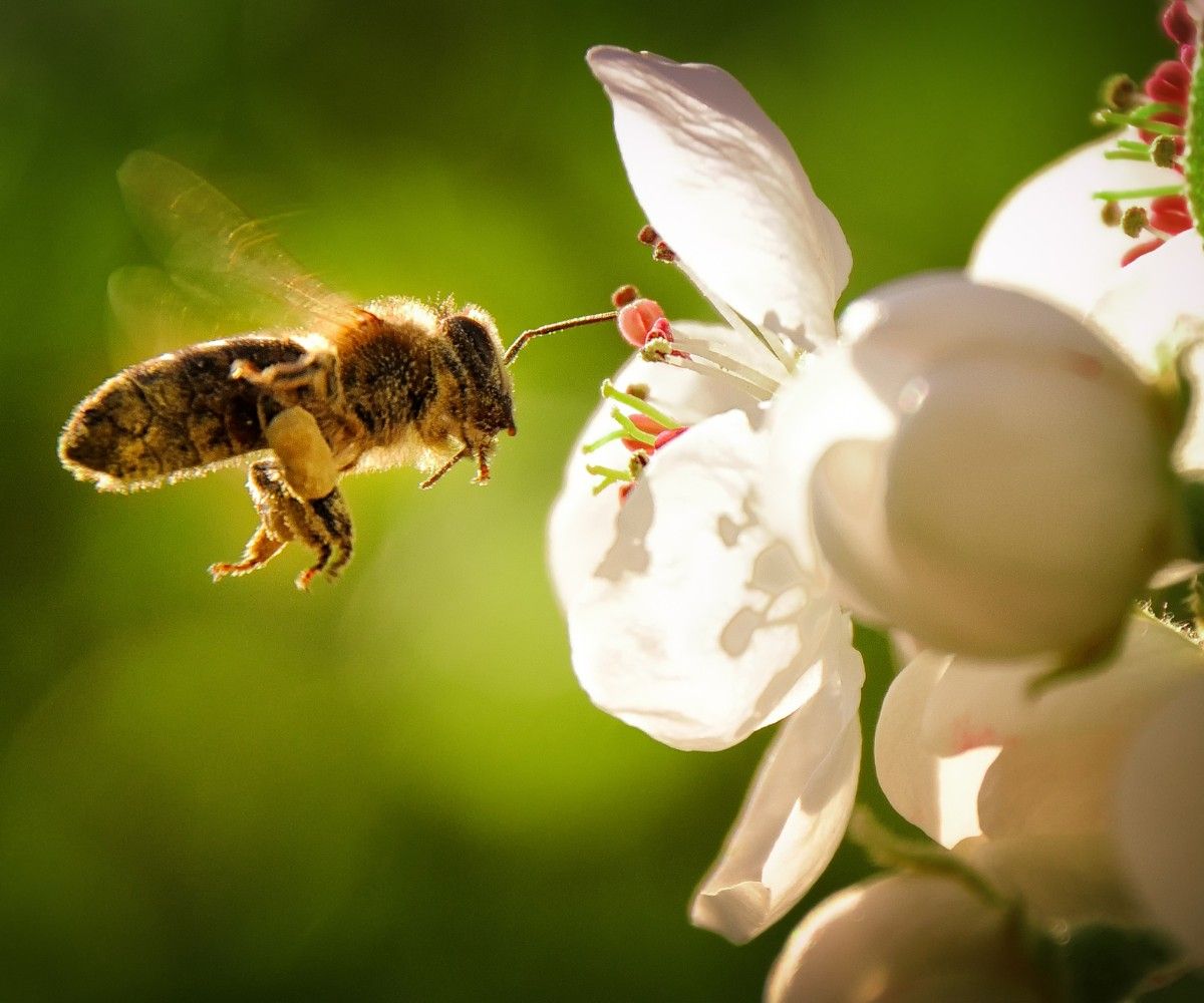 Bienen Grundschule – Alles, was dein Kind über Bienen wissen muss